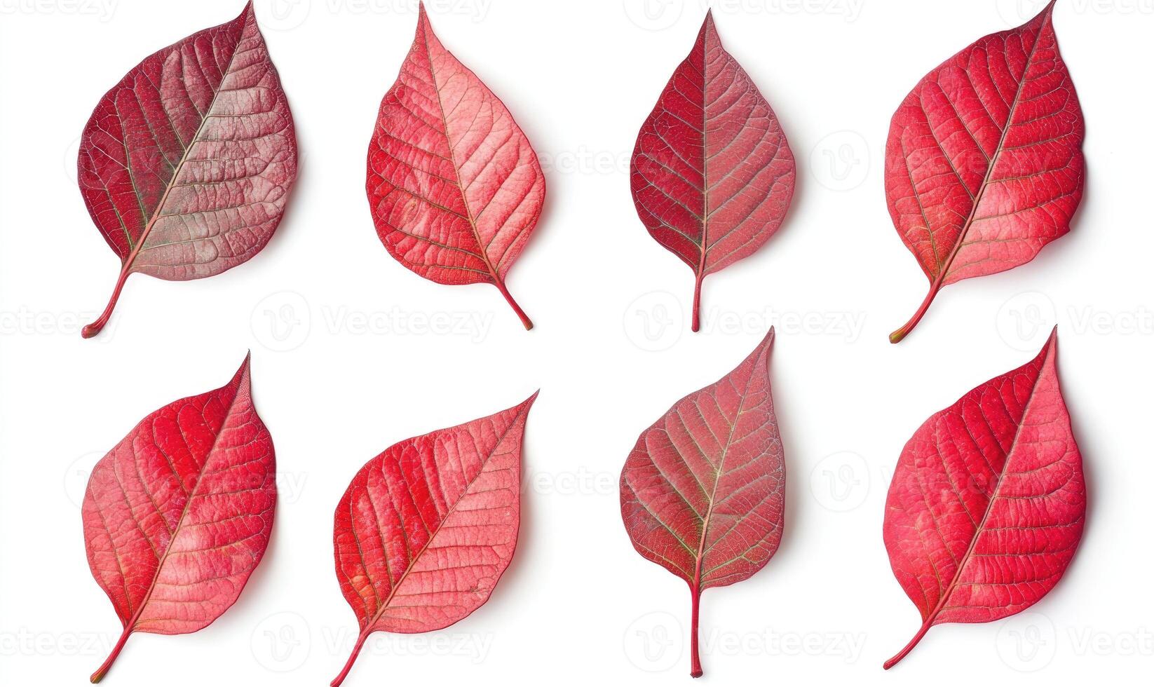 A row of red leaves, each with a different shade of red photo