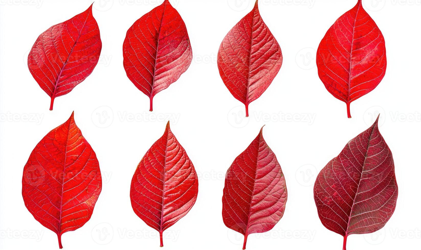 A series of red leaves are shown in various sizes and orientations photo
