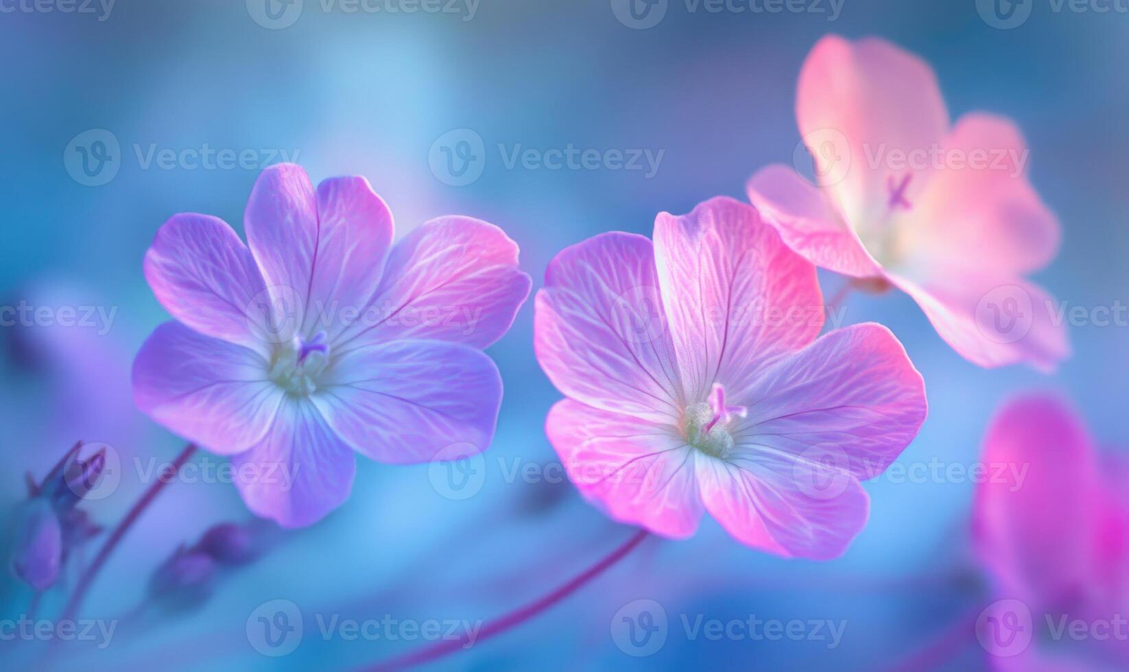 A close up of three pink flowers with blue background photo