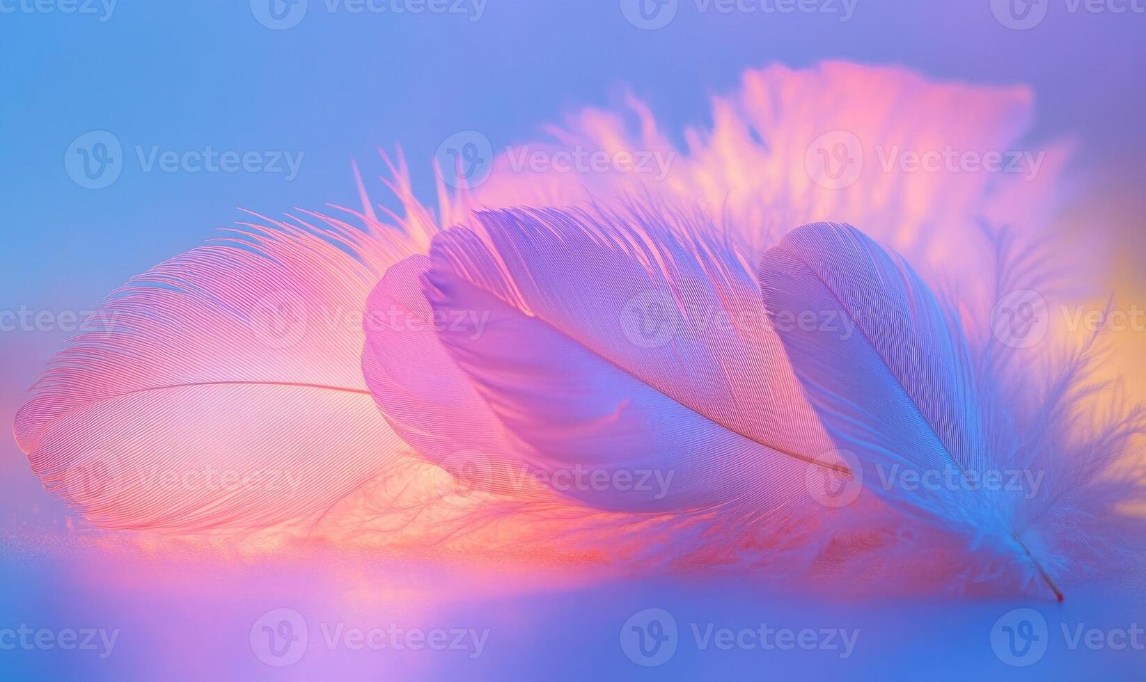 A close up of a group of feathers, with a pink and purple hue photo