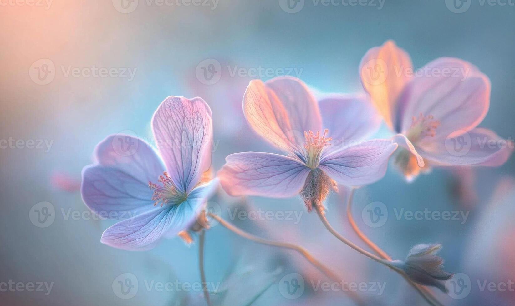 A close up of three pink flowers with a blue background photo