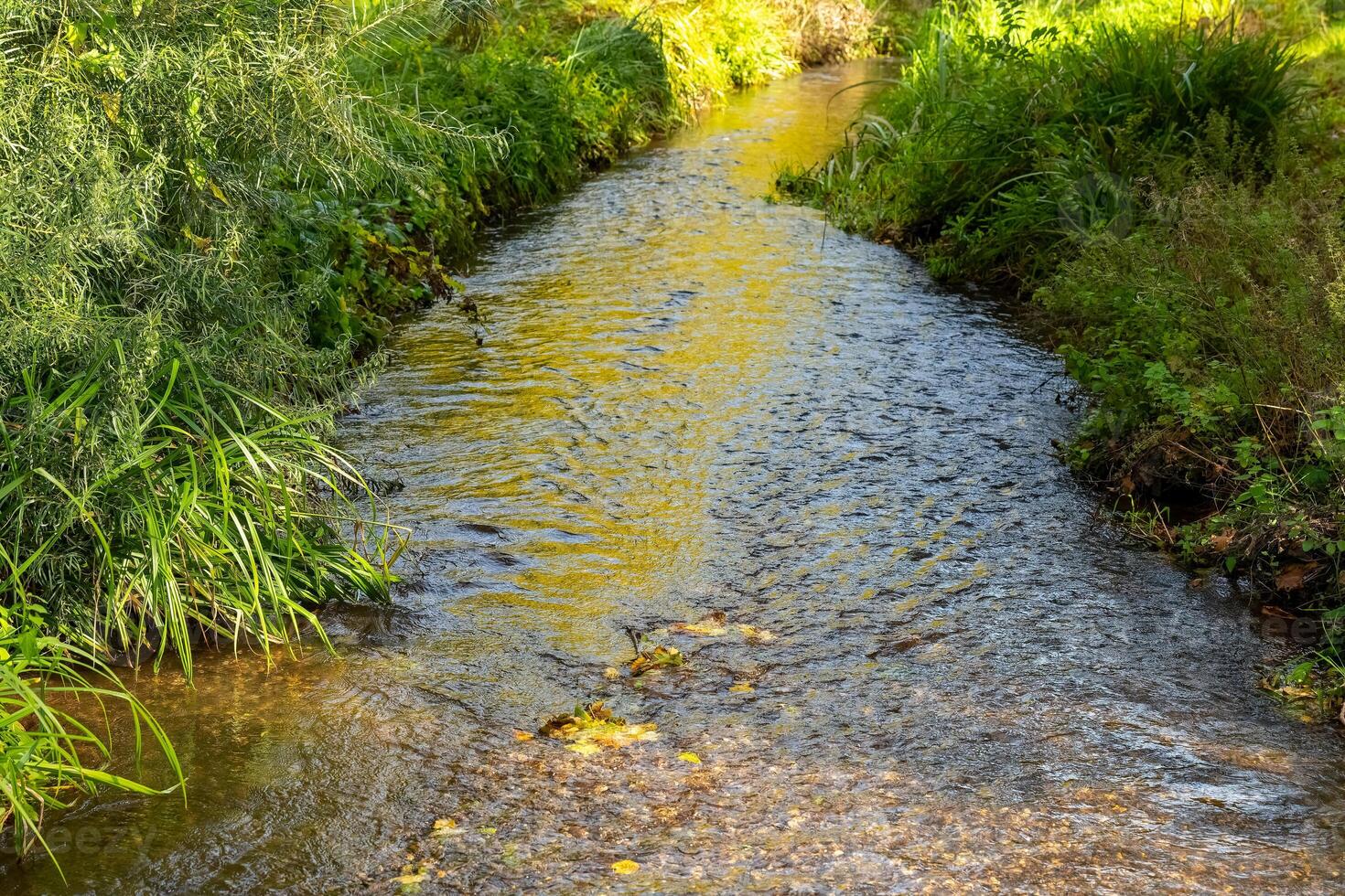 A small creek flows through a lush, green forest photo