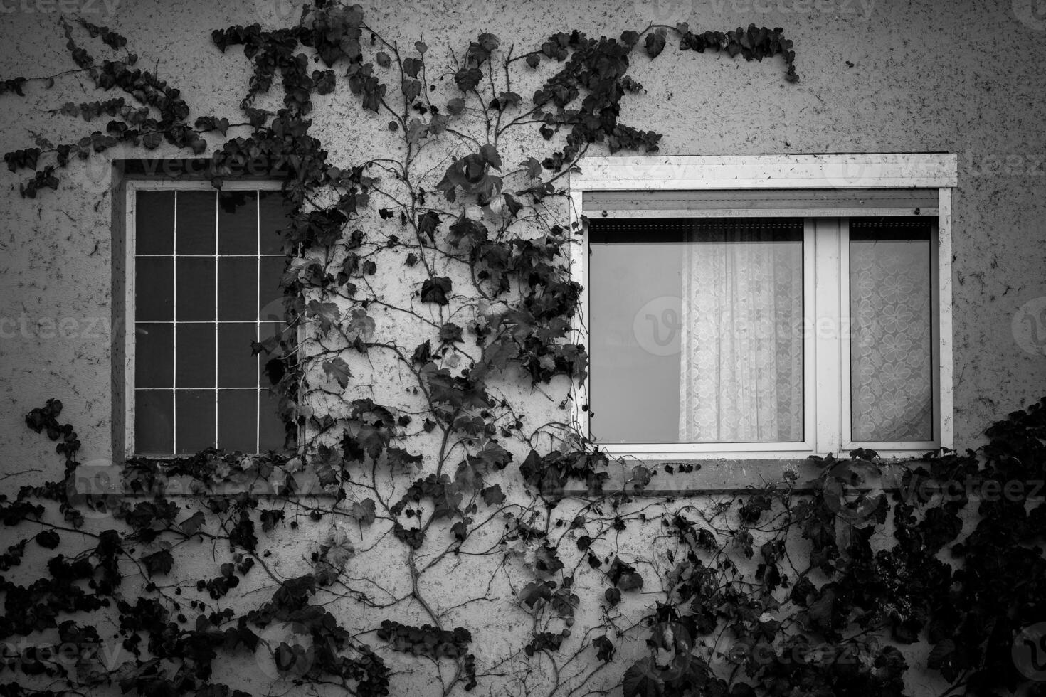 Ivy grows up the side of a building, covering two windows photo