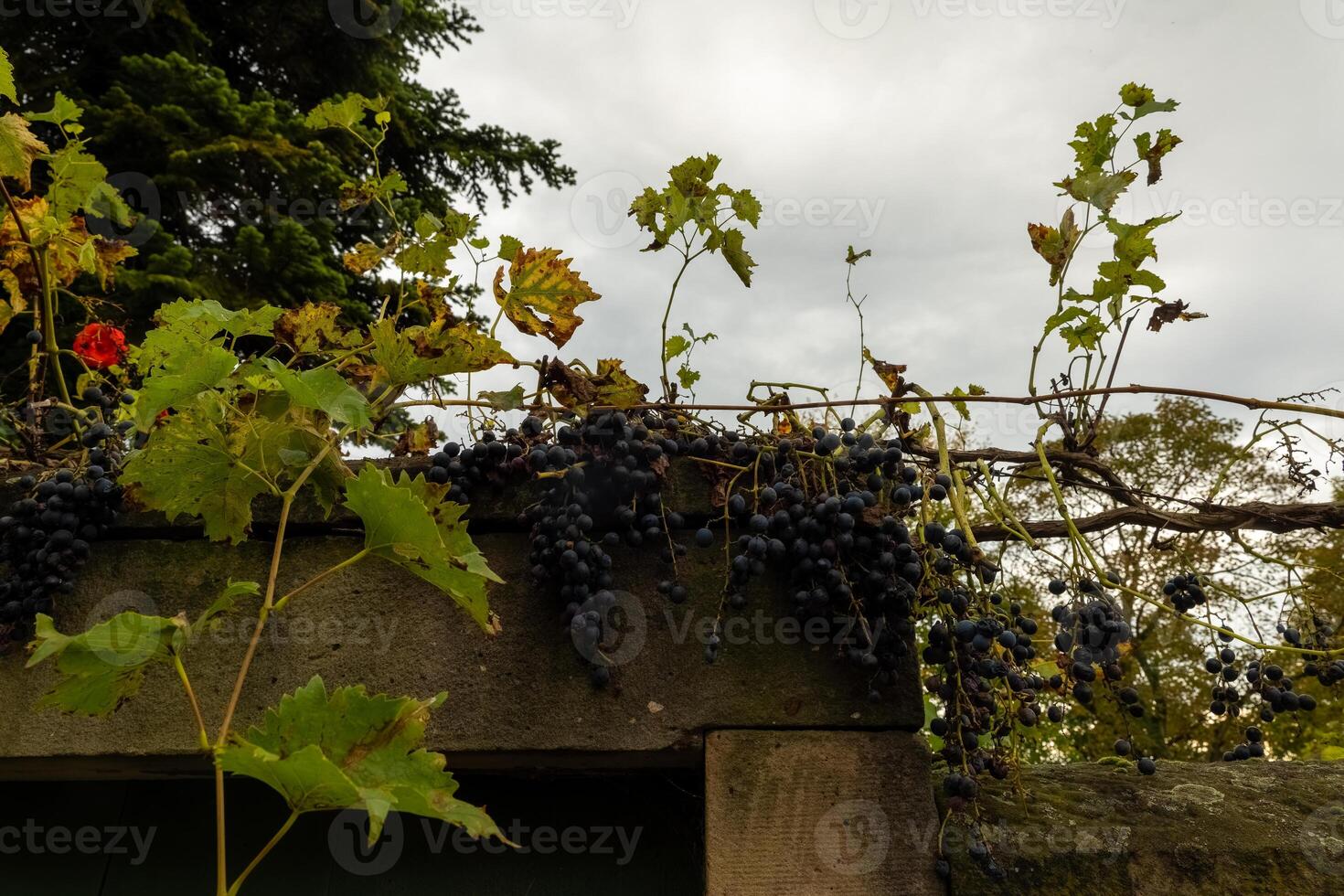 A vine grows along a stone wall, laden with ripe, dark grapes photo