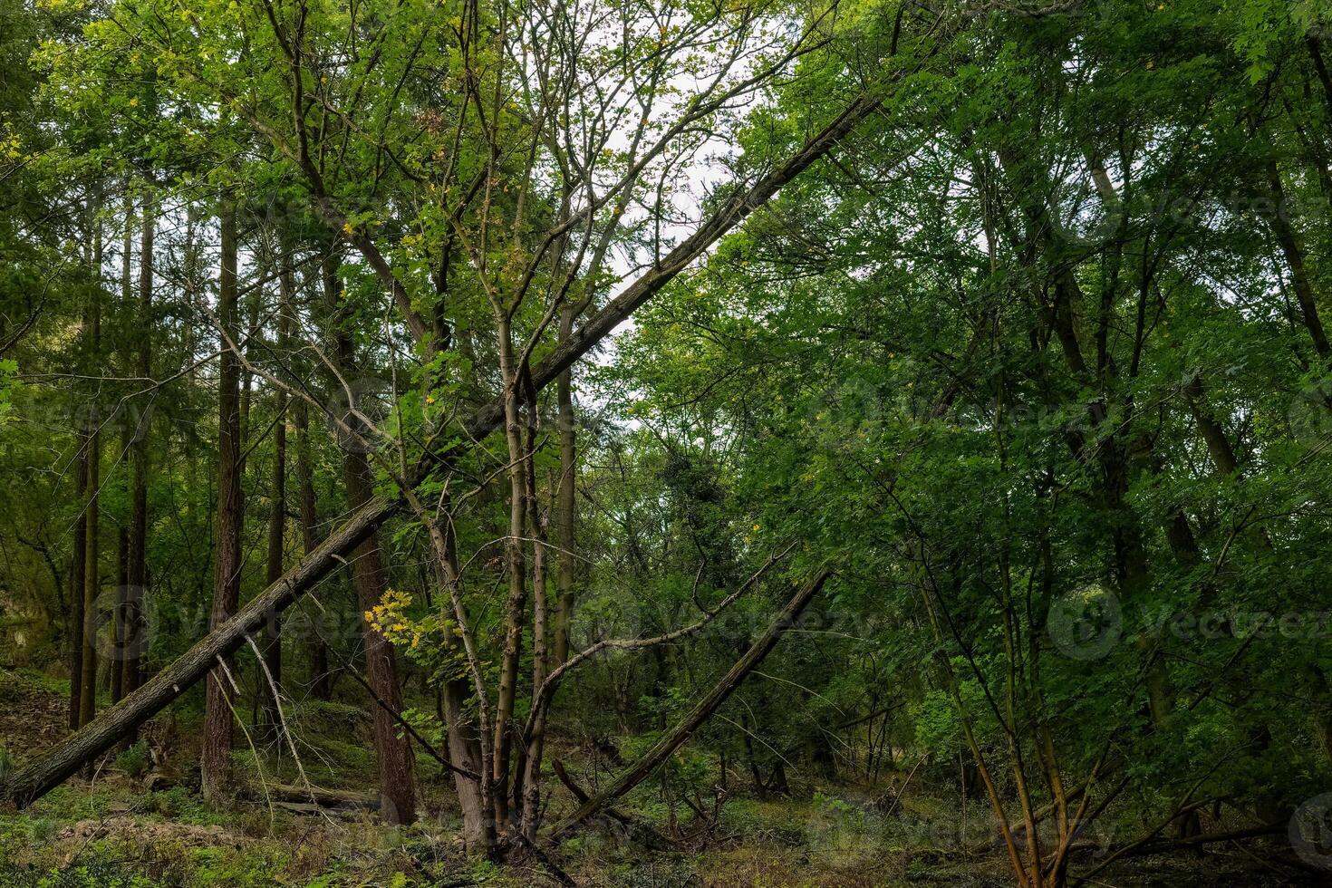 A fallen tree lies in the middle of a dense forest, surrounded by tall green trees photo