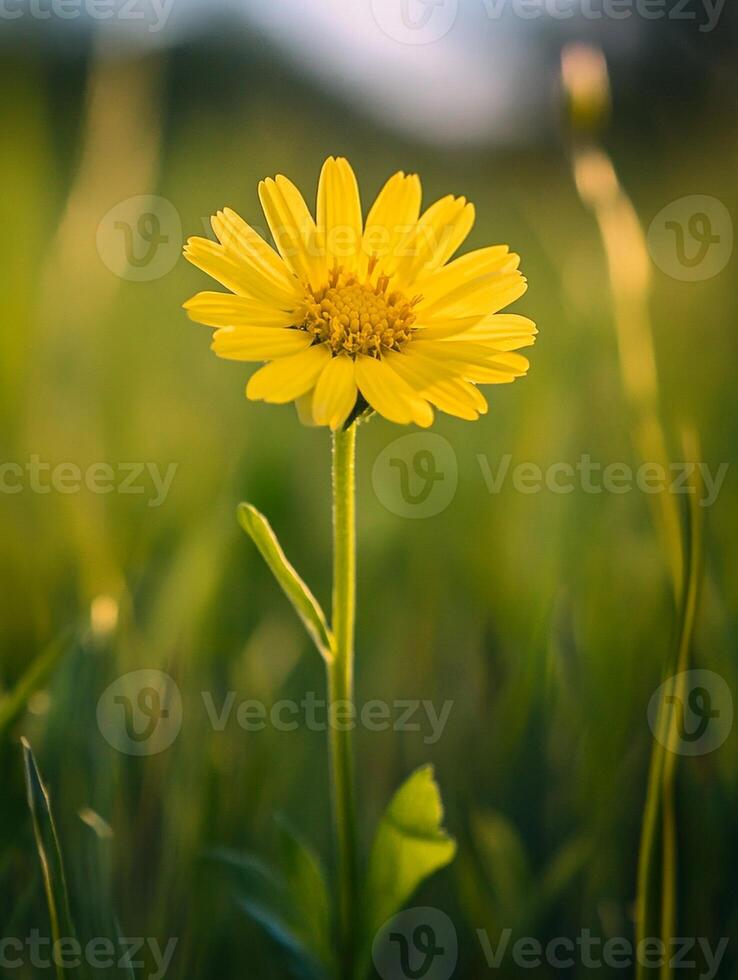 A single yellow flower stands out in the grass photo