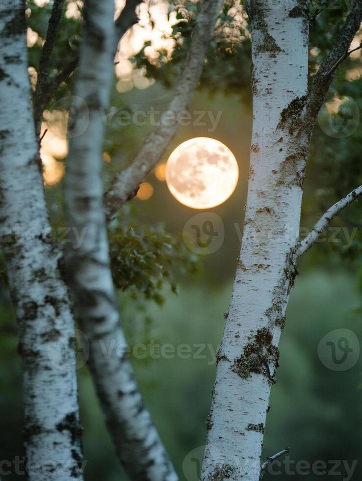 A full moon is seen through the branches of a birch tree photo