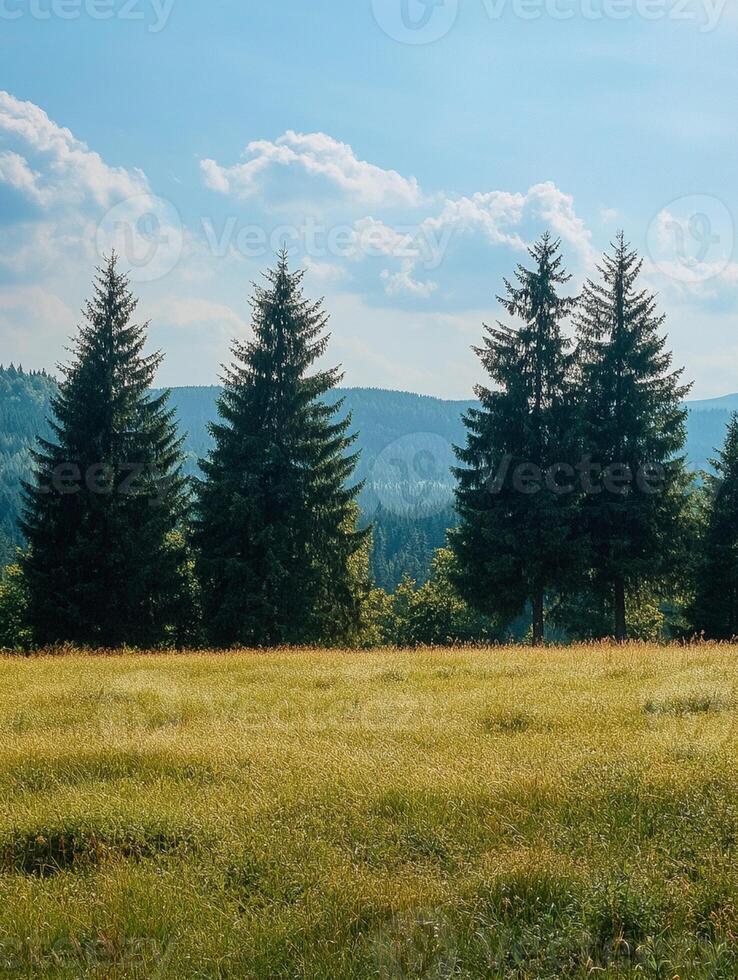 A field with trees and grass in the middle photo