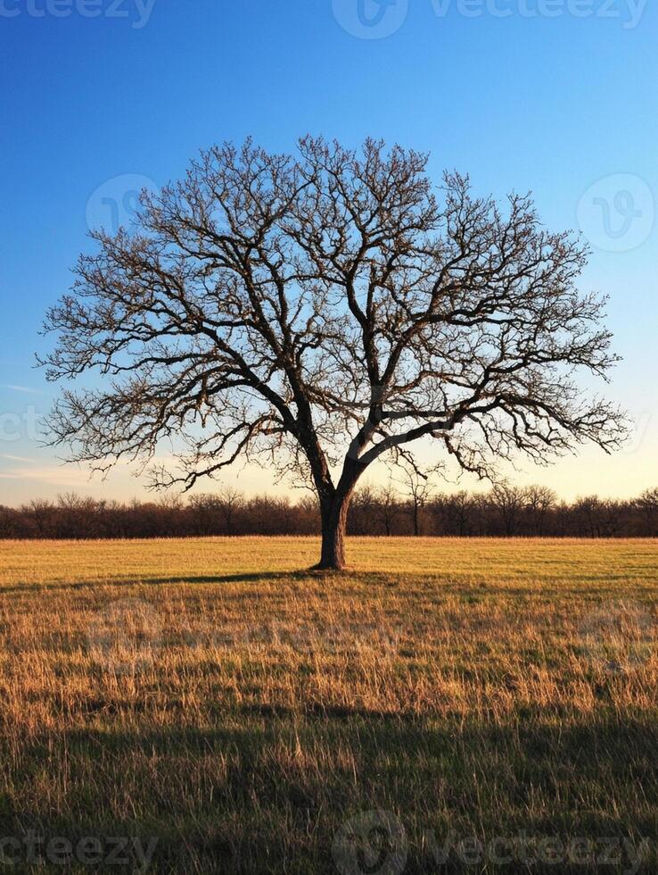 A large tree in a field with no leaves photo