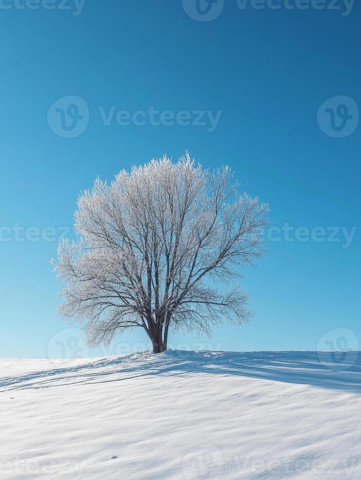 A lone tree in a snowy field photo