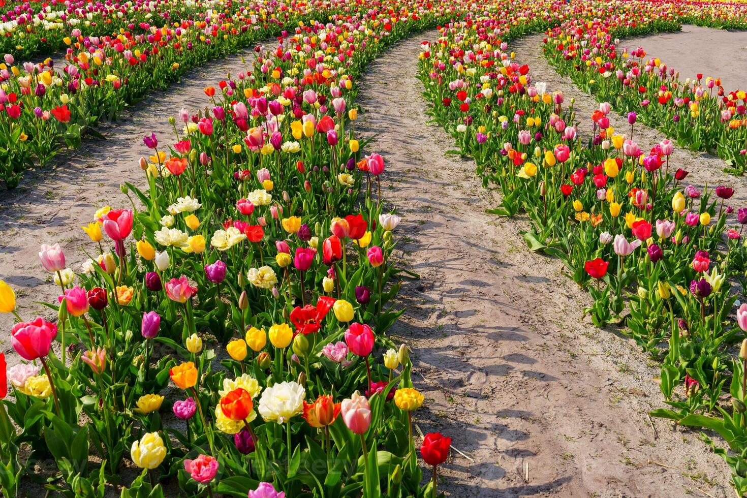 A stunning shot of a tulip field in full bloom, showcasing vibrant colors that stretch far. The tulips are in neat rows, creating a mesmerizing pattern under the warm sun, Netherlands photo