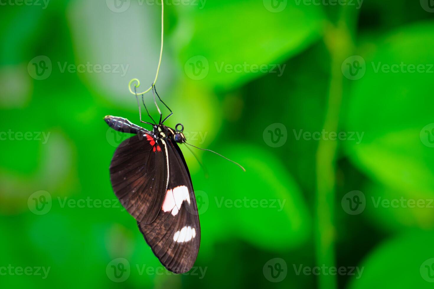 A black and white butterfly with red accents is hanging on a thin branch. The background is a lush green blur. The butterfly is in focus and looks very delicate and graceful. photo