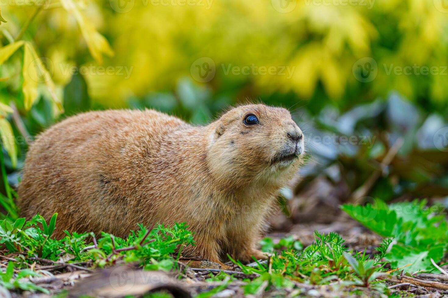 A cute prairie dog is sitting on the grass and looking away. The prairie dog is tan and brown with a white belly and black-tipped ears. It is a small rodent that lives in North America. photo