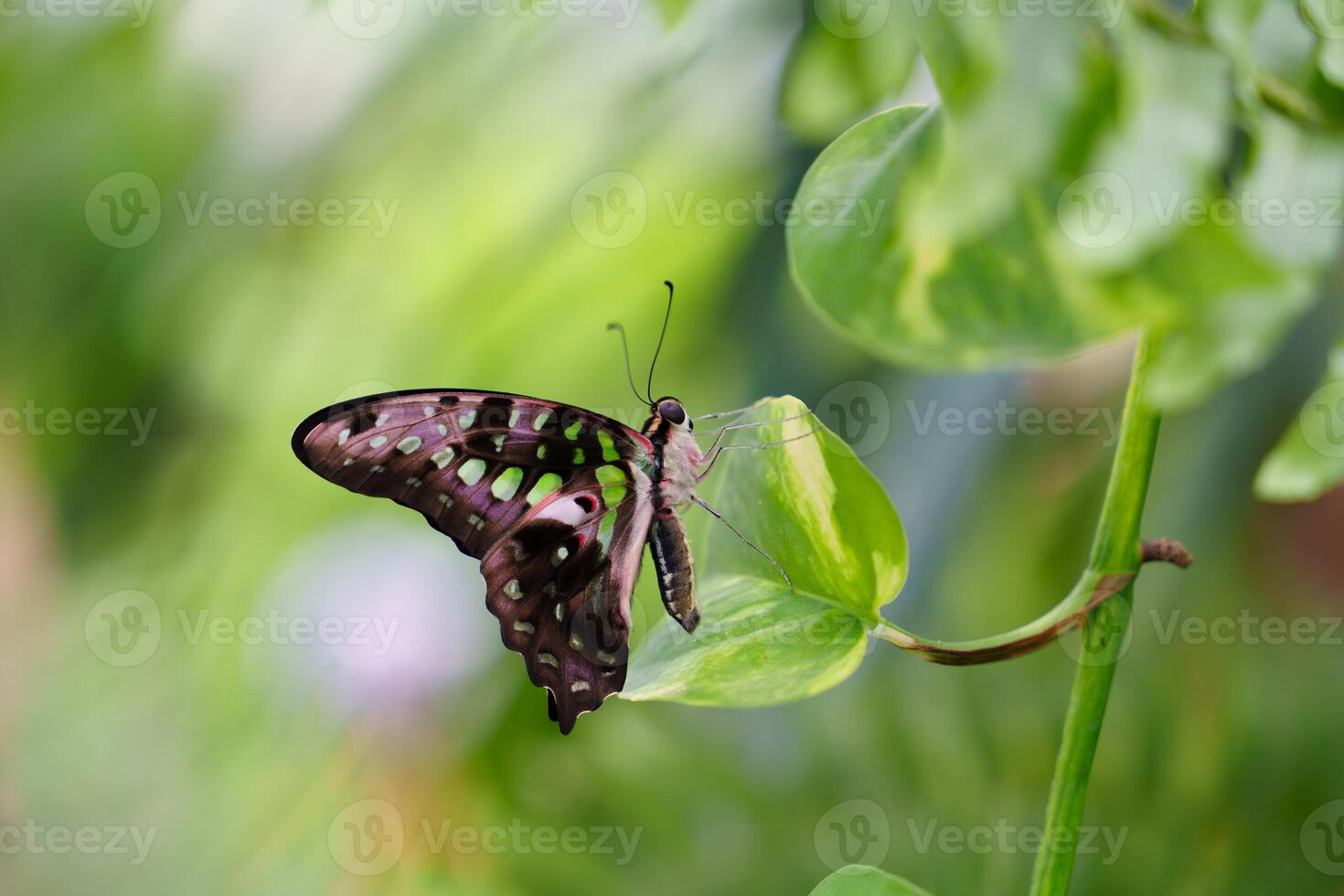 An isolated dark butterfly with delicate white dots on its wings gracefully rests on a vibrant green leaf, bathed in sunlight, while the background features a soft blur of lush green foliage. photo