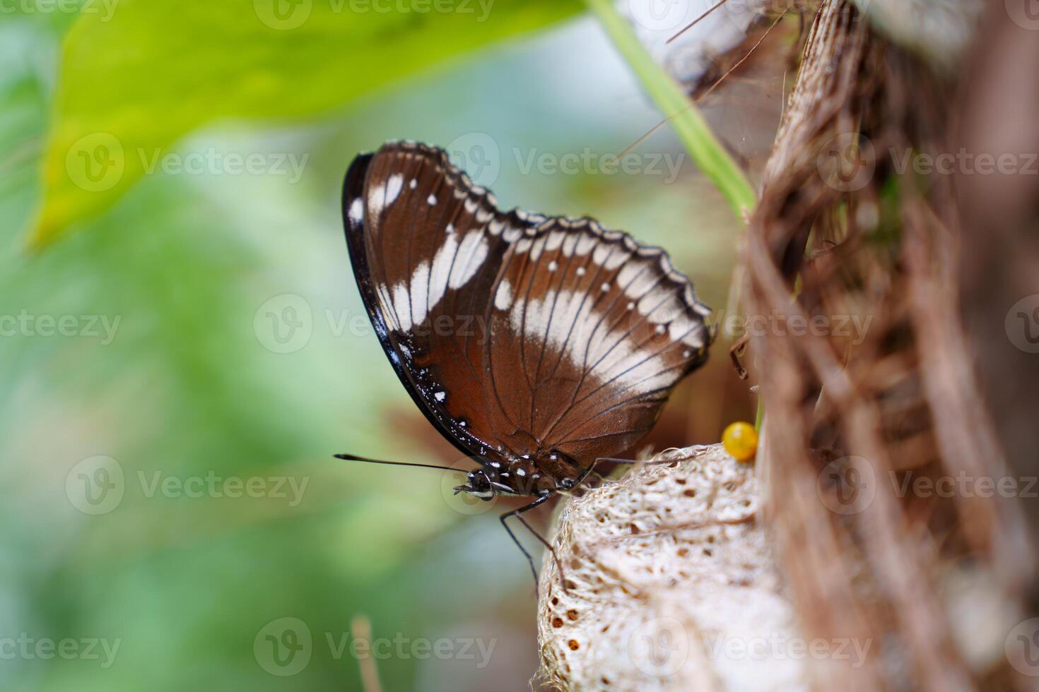 A close-up of a butterfly on a branch, surrounded by green leaves. The butterfly has deep brown wings with white markings, showcasing the beauty of nature in this stunning image. photo