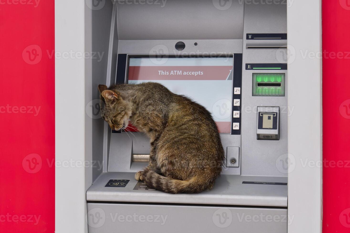A gray cat with white paws and a white belly is sitting on top of an ATM in front of a red wall. The cat has its eyes closed and looks very relaxed. The ATM is a gray color with a black screen. photo