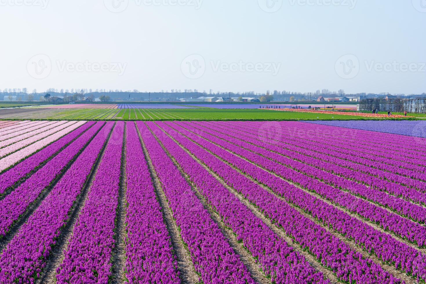 A stunning shot of a vibrant purple flower field stretching as far as the eye can see, set against a clear blue sky. Perfect for backgrounds, travel, and nature themes, Netherlands photo