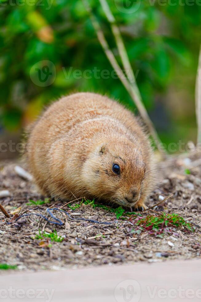 A small, cute prairie dog is standing on the ground and looking sideways. The prairie dog is brown and has a white belly. The ground is covered with dirt and grass. photo