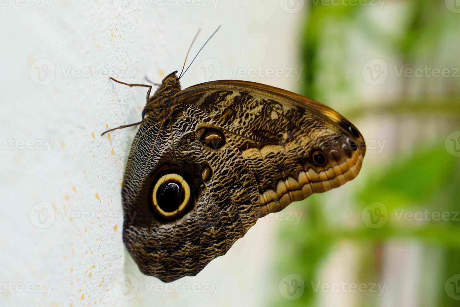 A beautiful close-up of a brown butterfly resting on a white wall. Its wings display intricate patterns and rich colors, showcasing the delicate beauty of nature in this striking photograph. photo