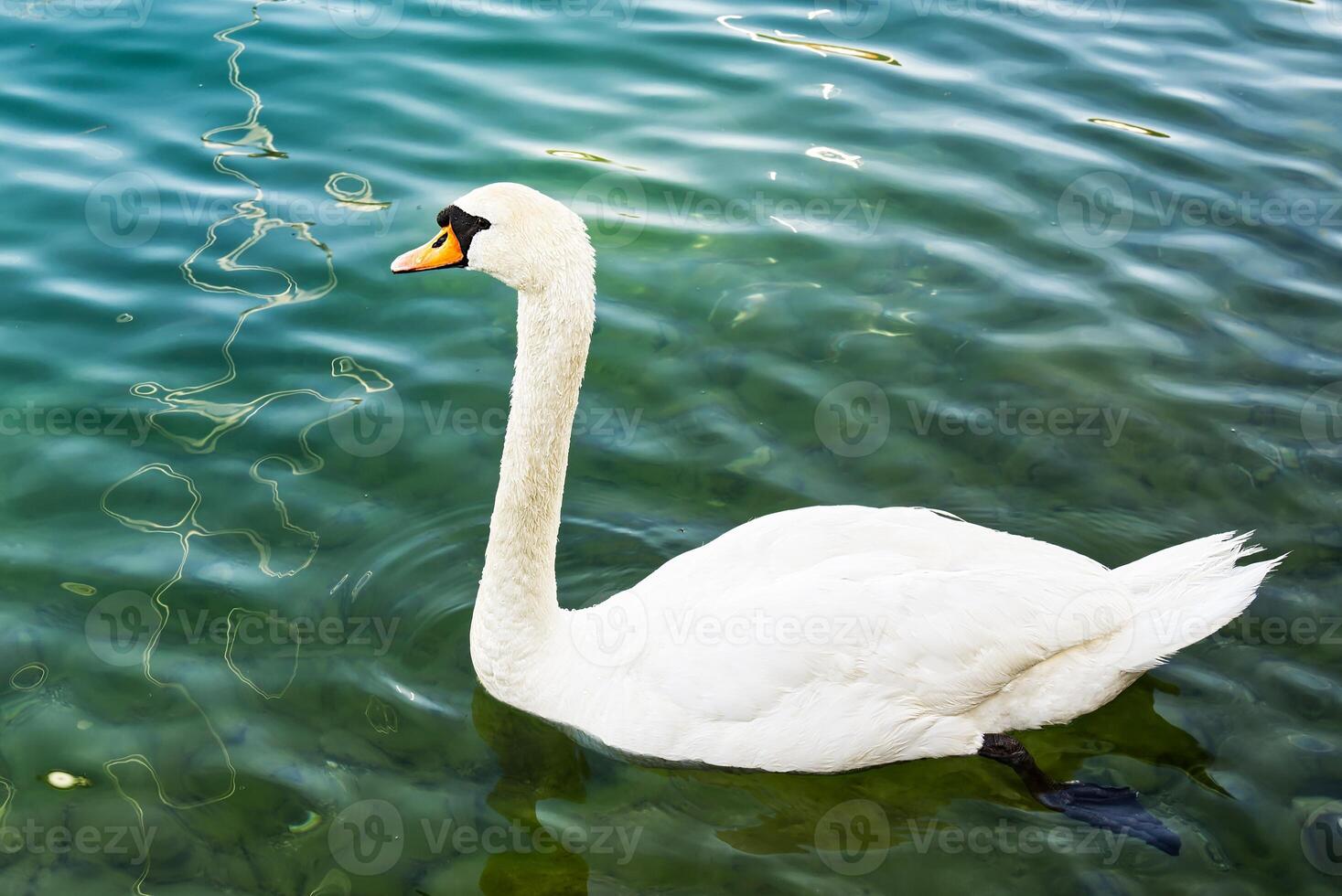 The swan is a graceful water bird characterized by its long neck and elegant body. Known for its striking white feathers and pointed beak, it symbolizes beauty and romance. photo