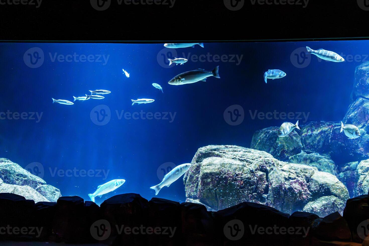 A large aquarium tank showcases a vibrant school of colorful fish swimming gracefully. Rocks are scattered on the bottom, with clear blue water and aquatic plants enhancing the serene scene. photo