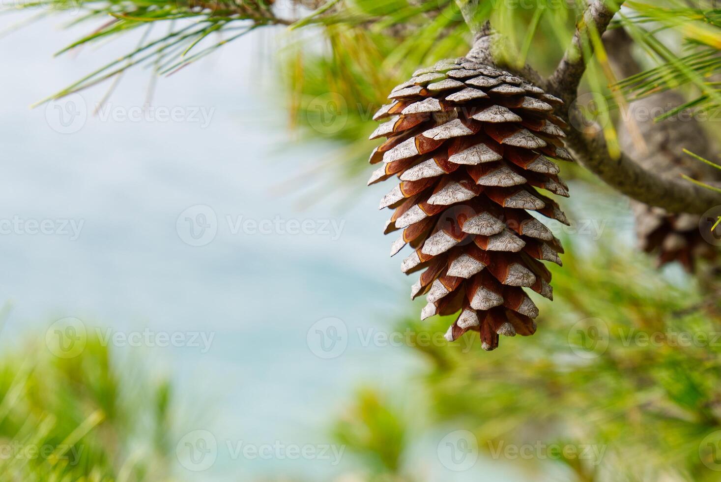 A large, brown pine cone hangs gracefully from a green branch in the foreground, contrasting beautifully with the vast ocean and clear blue sky in the background, showcasing the beauty of nature. photo