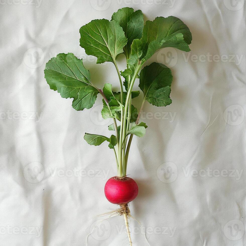 Freshly harvested radishes with leaves attached. photo