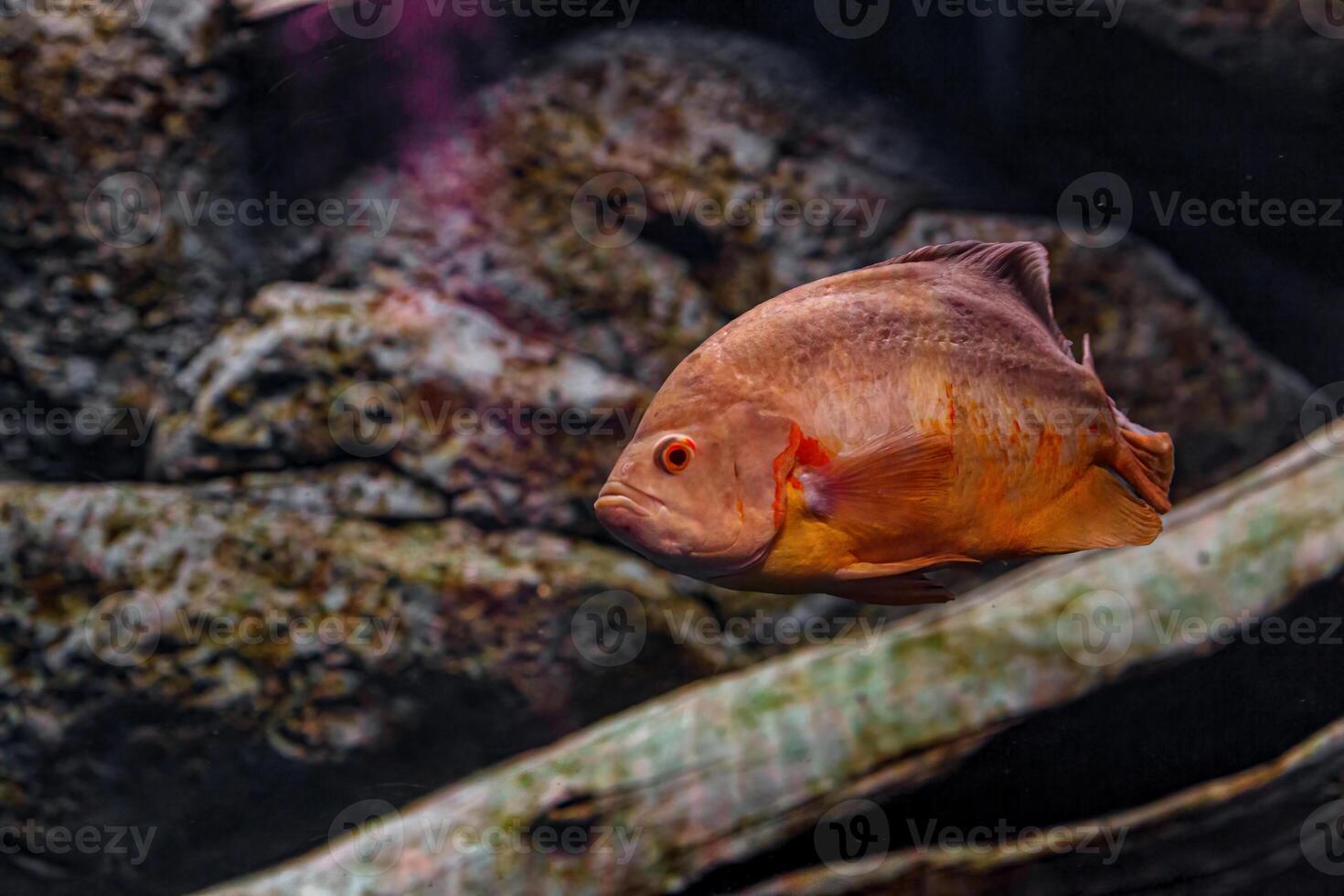 Underwater photography of Oscar fish fish photo