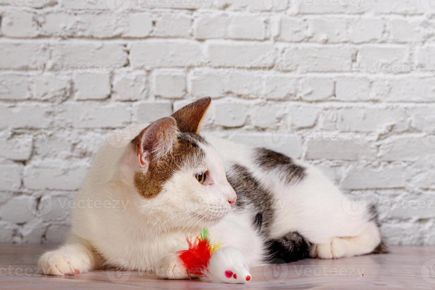 beautiful white cat lies with toys close-up photo