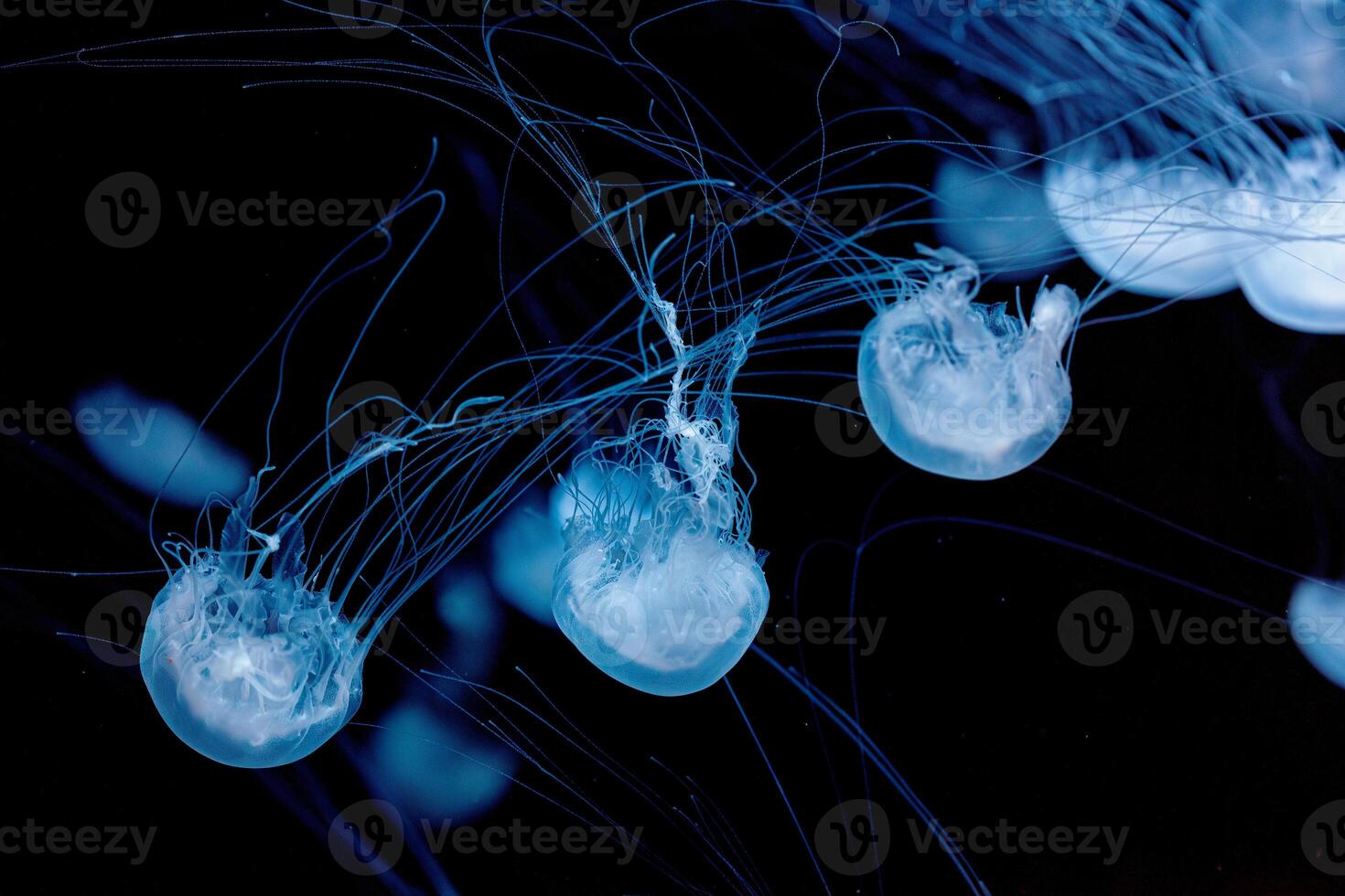 underwater photography of beautiful malaysian sea jellyfish chrysaora chinensis close up photo