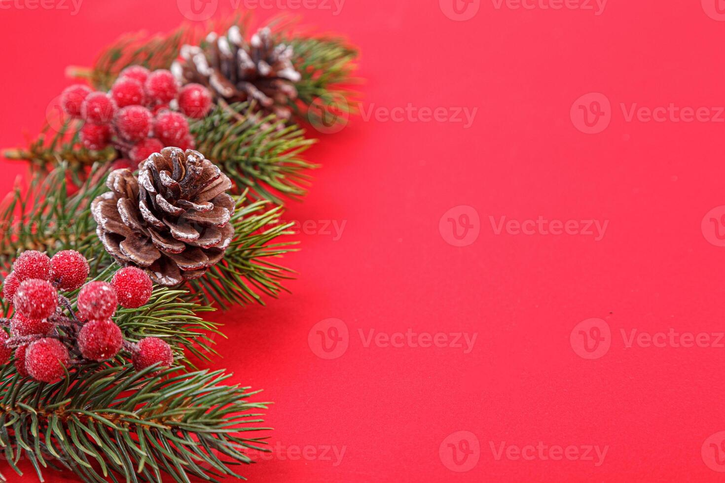 Christmas tree branches with cones on a red background photo