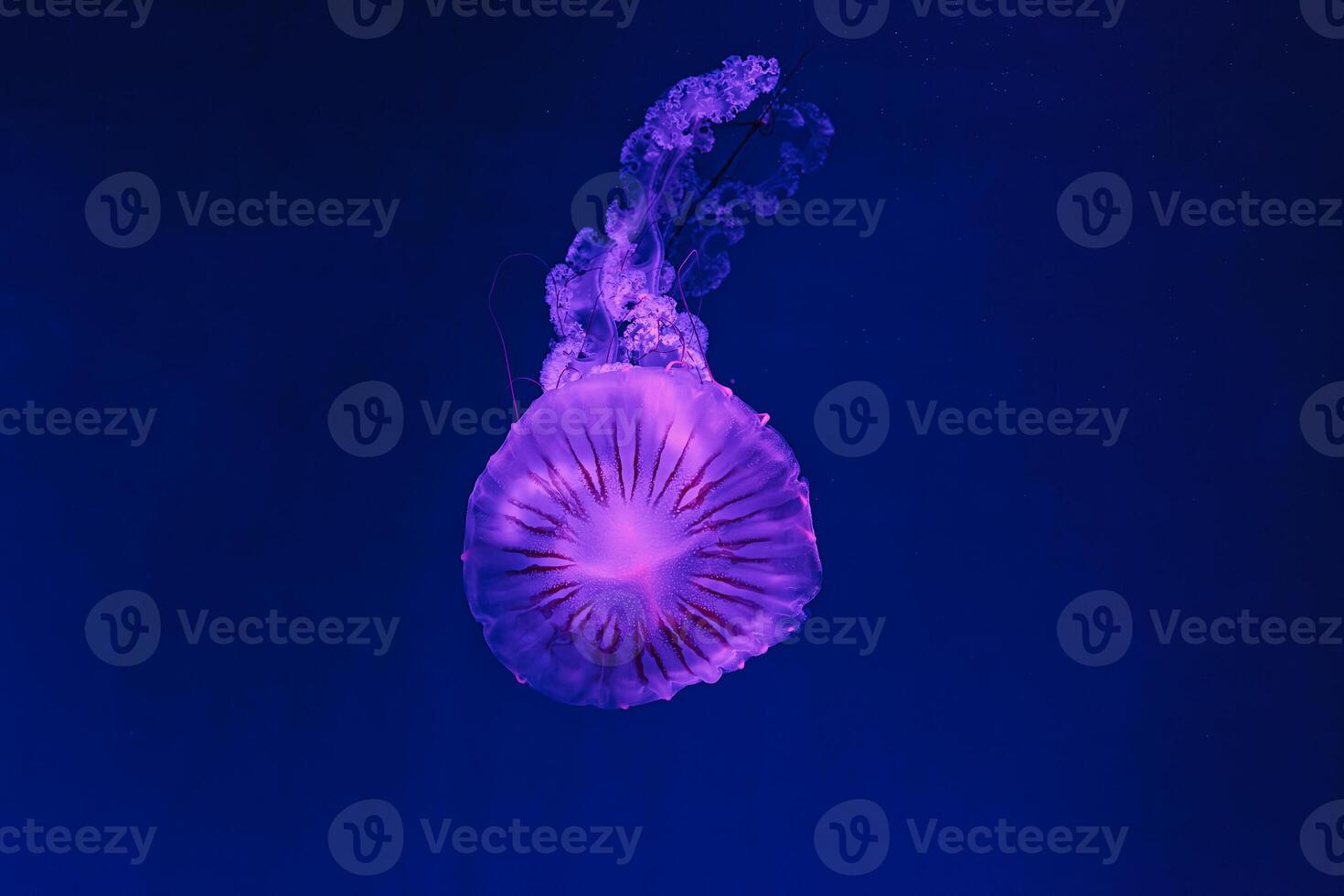 underwater shooting of beautiful Chrysaora hysoscella photo