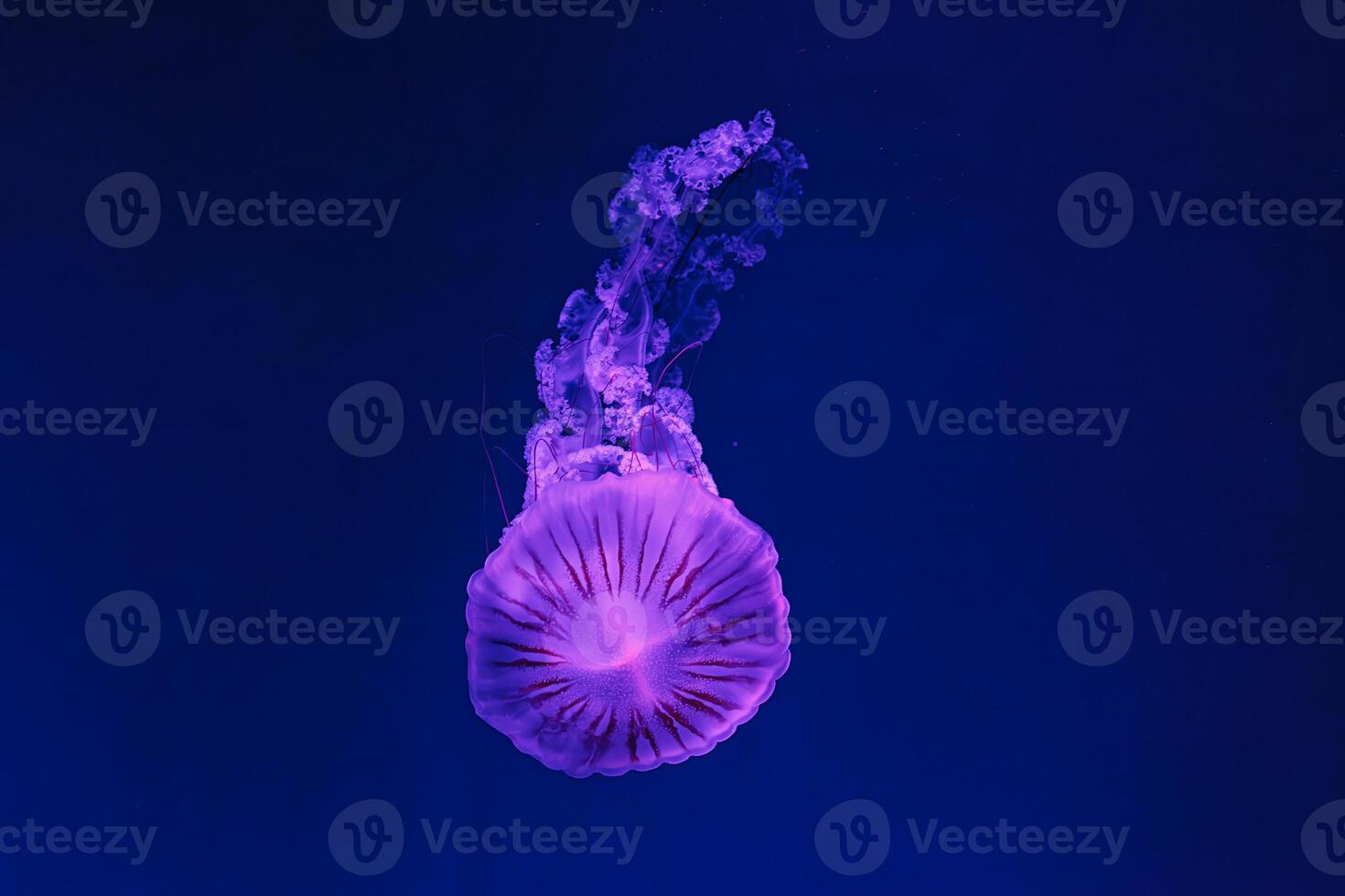 underwater shooting of beautiful Chrysaora hysoscella photo