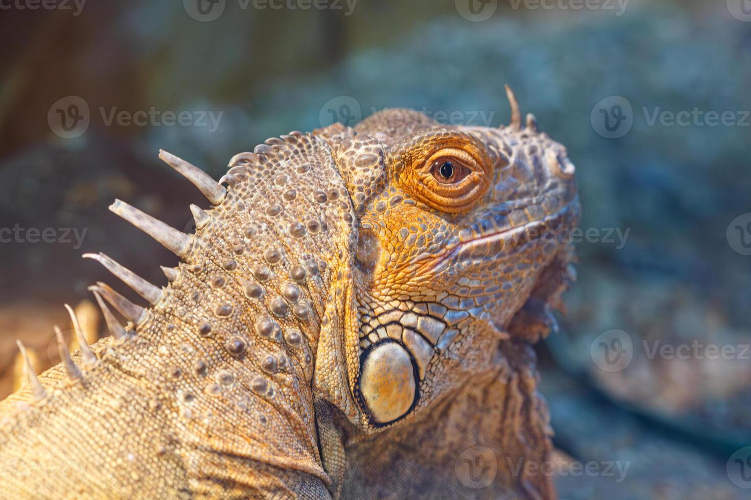 beautiful lizard Iguana iguana photo