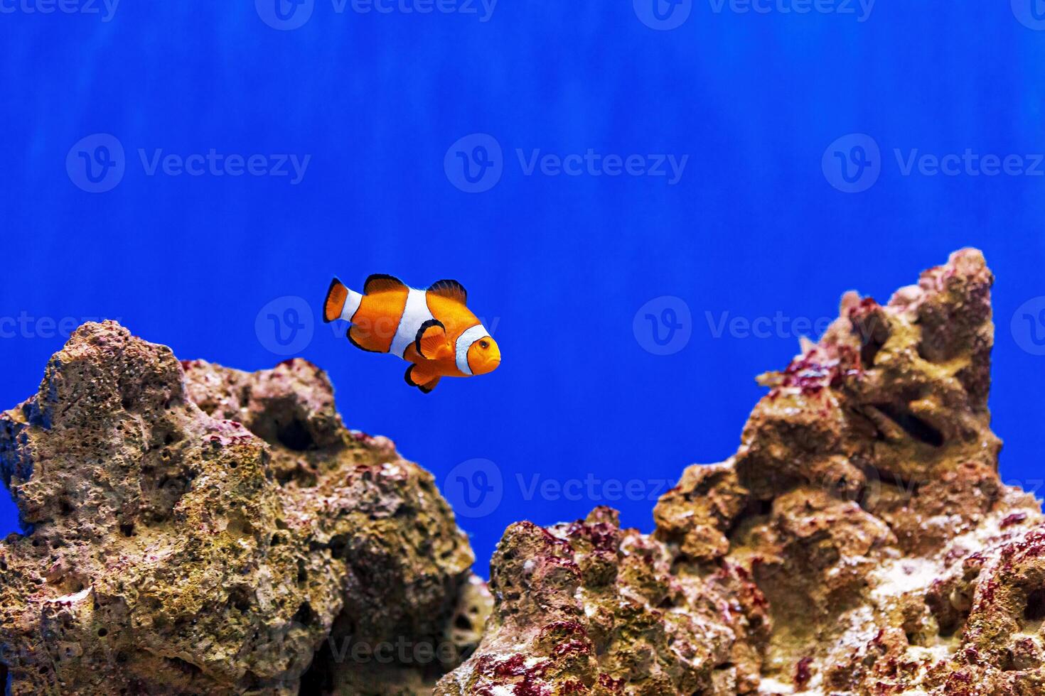 Underwater shot of fish Amphiprion ocellaris photo