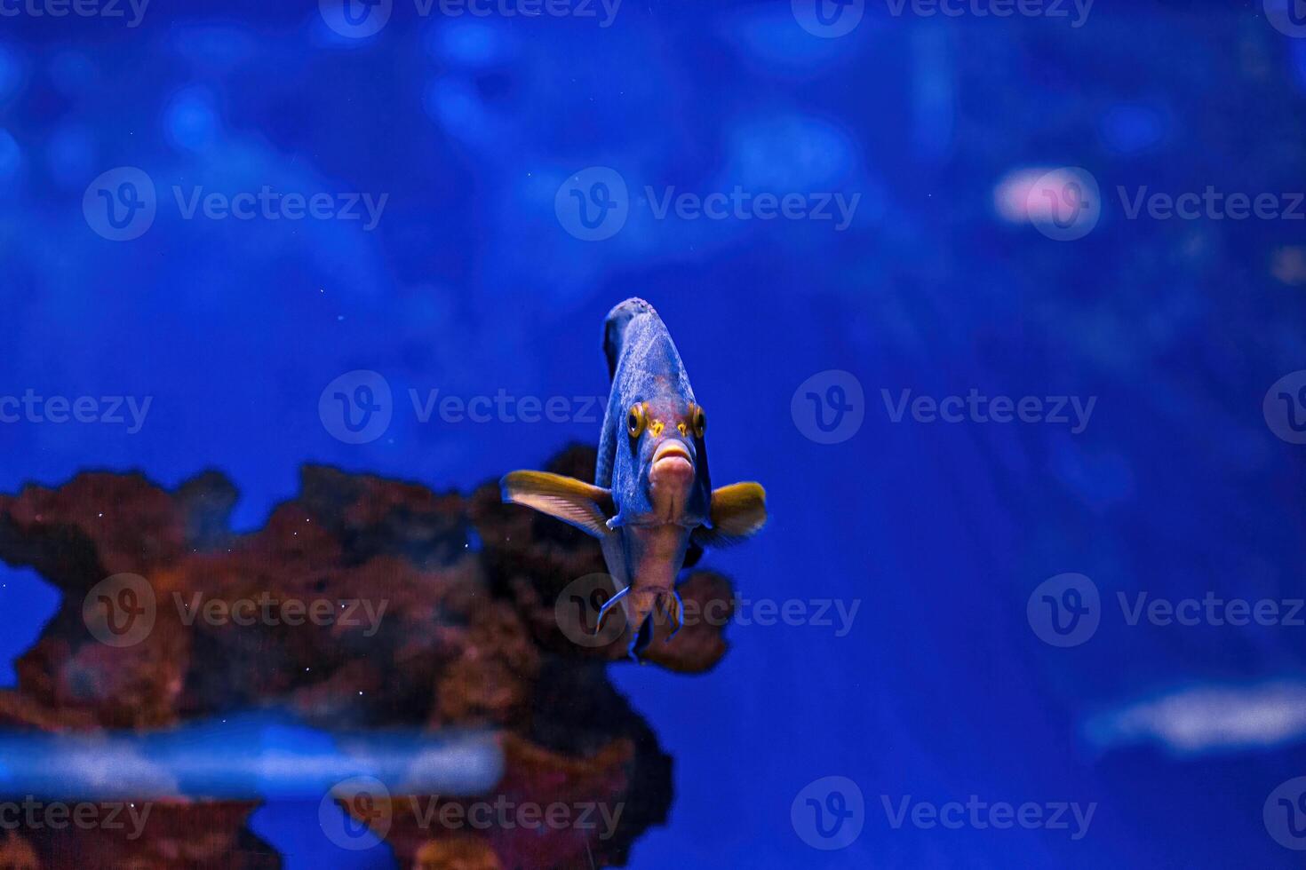 Underwater shot of fish Pomacanthus semicirculatus photo