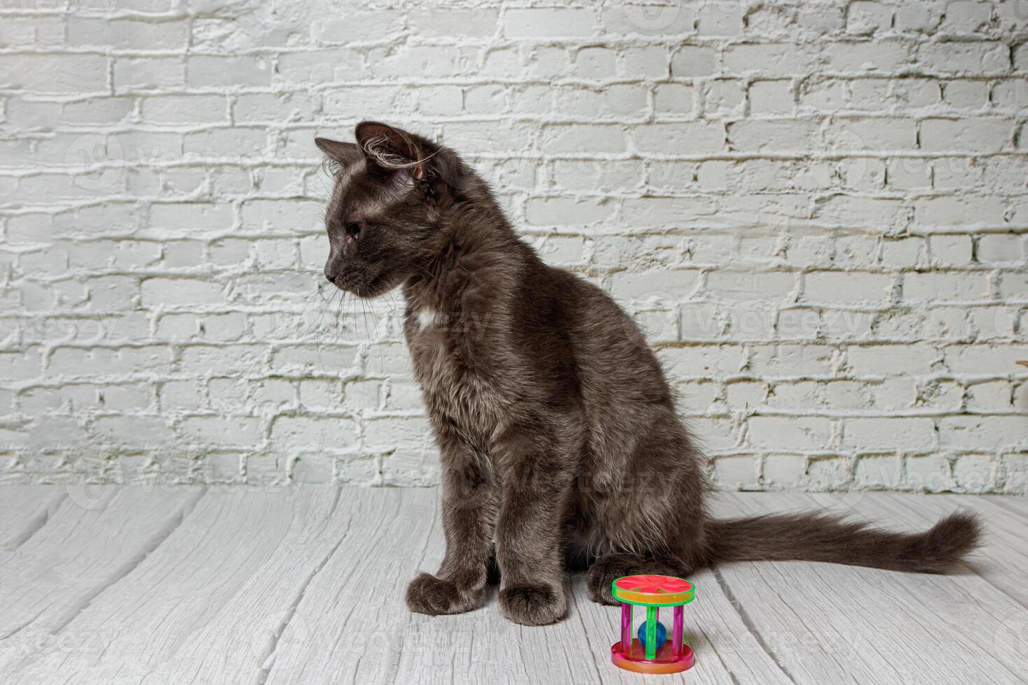 Beautiful gray cat on a brick wall background photo