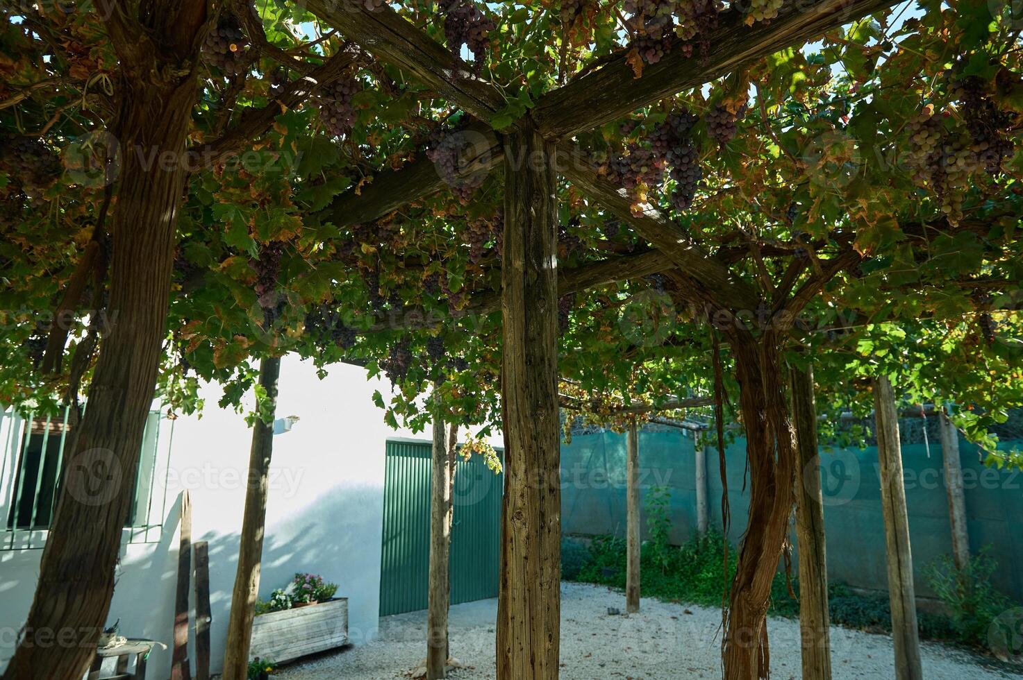 Vineyard pergola casting dappled shade over a peaceful courtyard photo