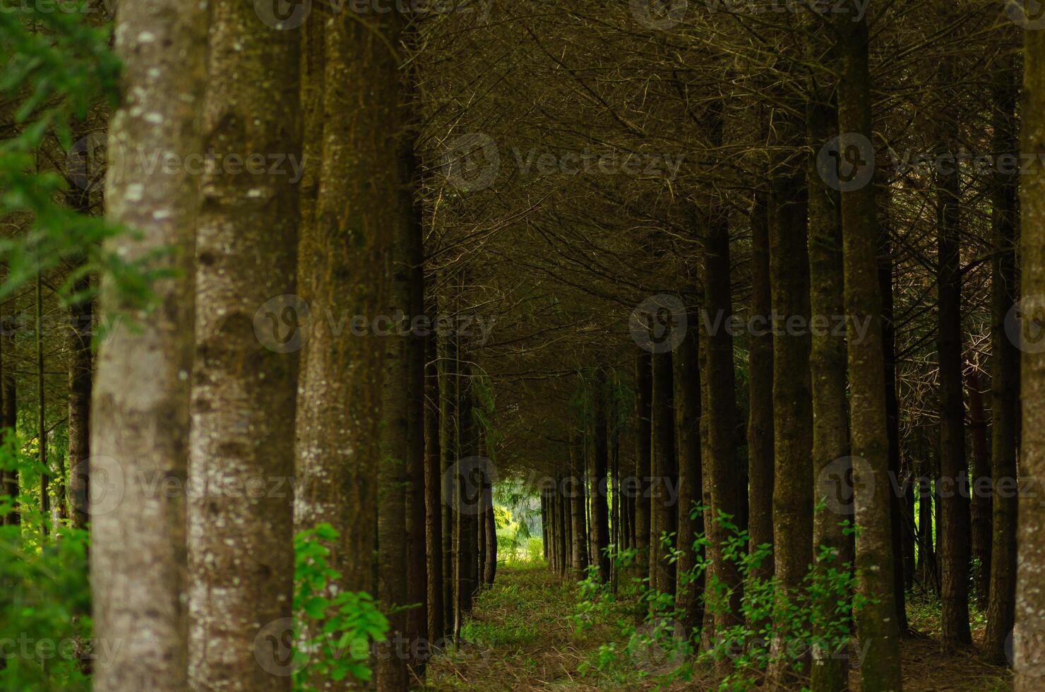 selective focus, view inside a coniferous plantation on a sunny summer day. Deforestation background concept photo