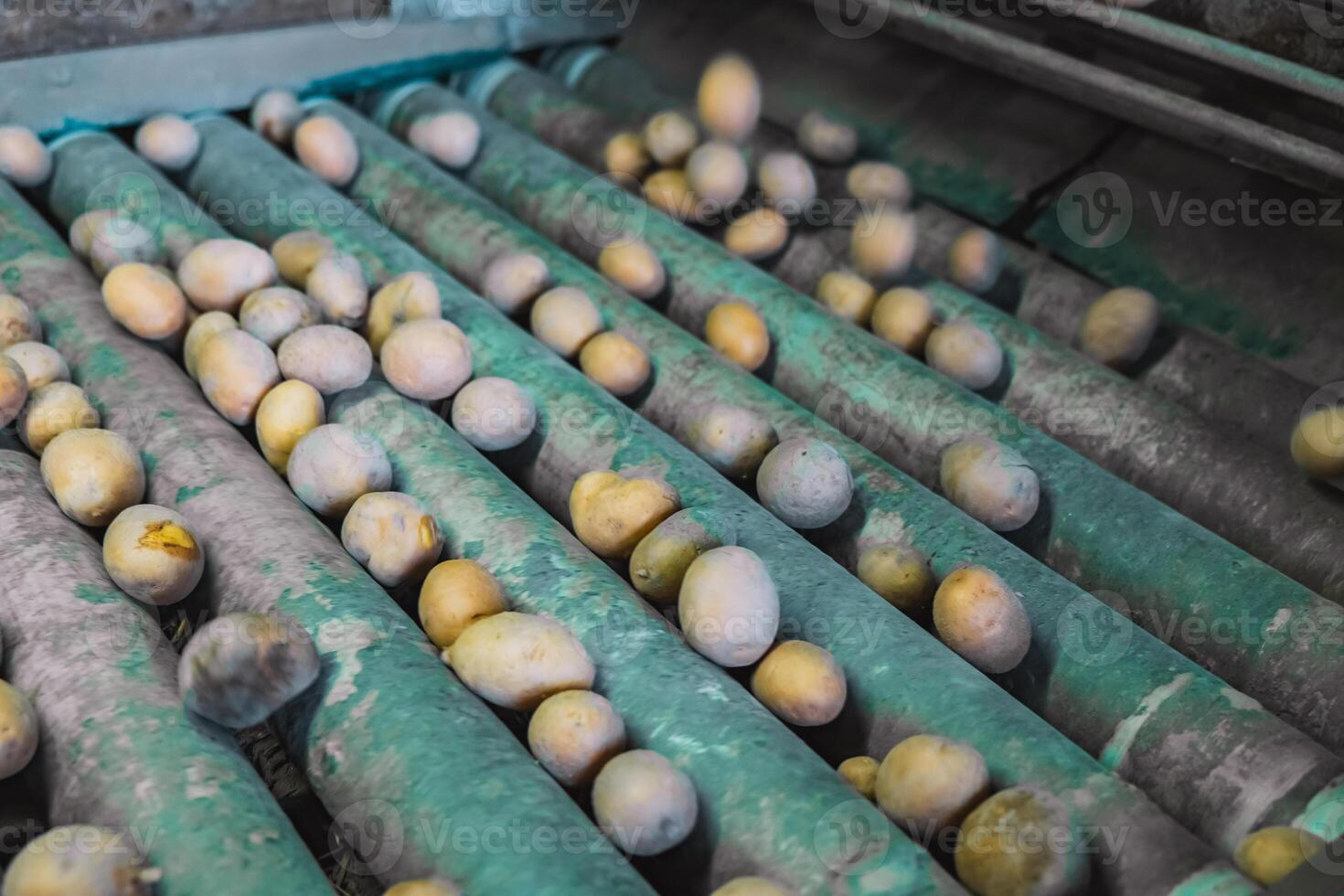 freshly harvested potatoes on a conveyor belt for sorting according to size, concept of agricultural works background photo
