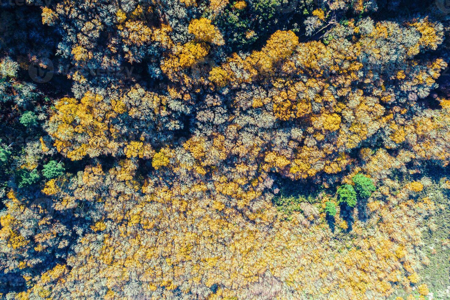 mountainside with a deciduous forest in autumn, seasonal background autumnal concept. Aerial top view image from drone photo