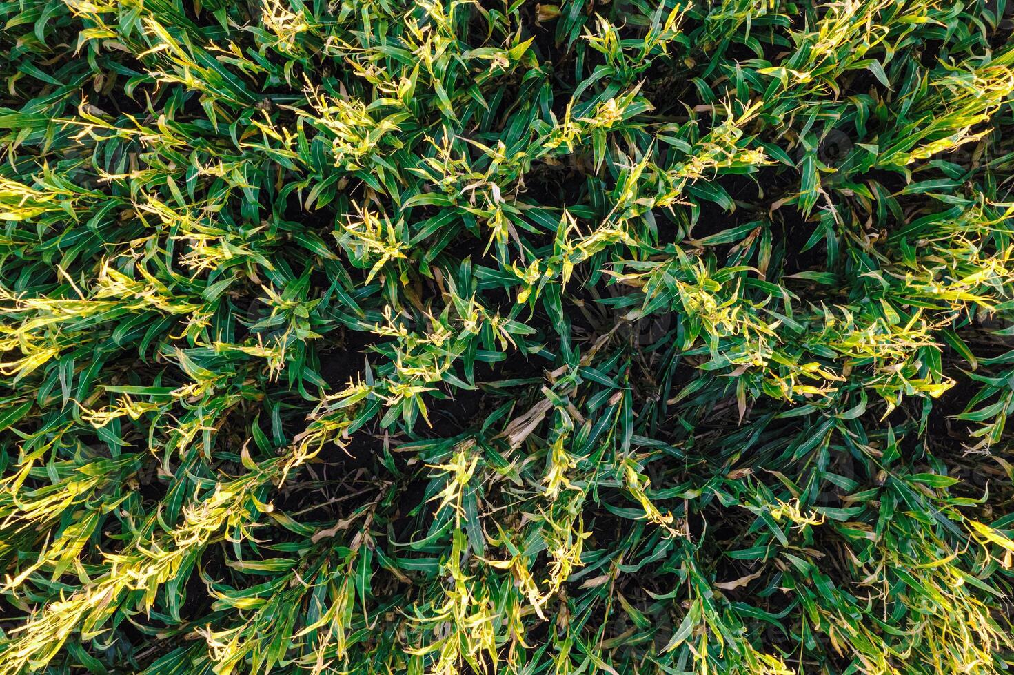 corn field seen from a drone, zenithal image at sunset. Texture for agricultural backgrounds, aerial view. photo