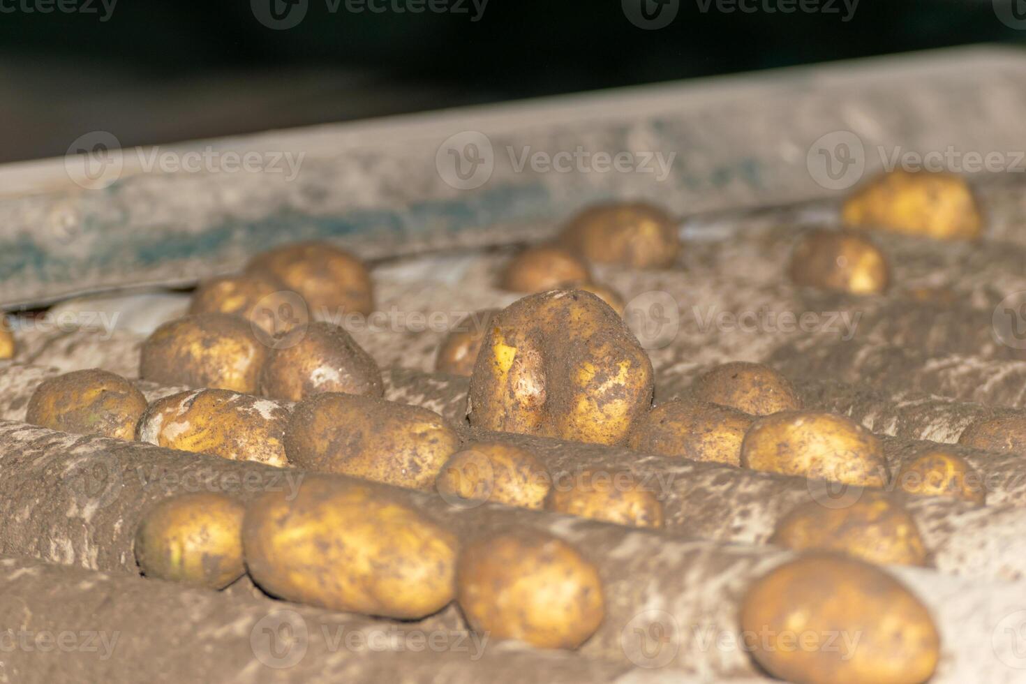 freshly harvested potatoes on a conveyor belt for sorting according to size background photo