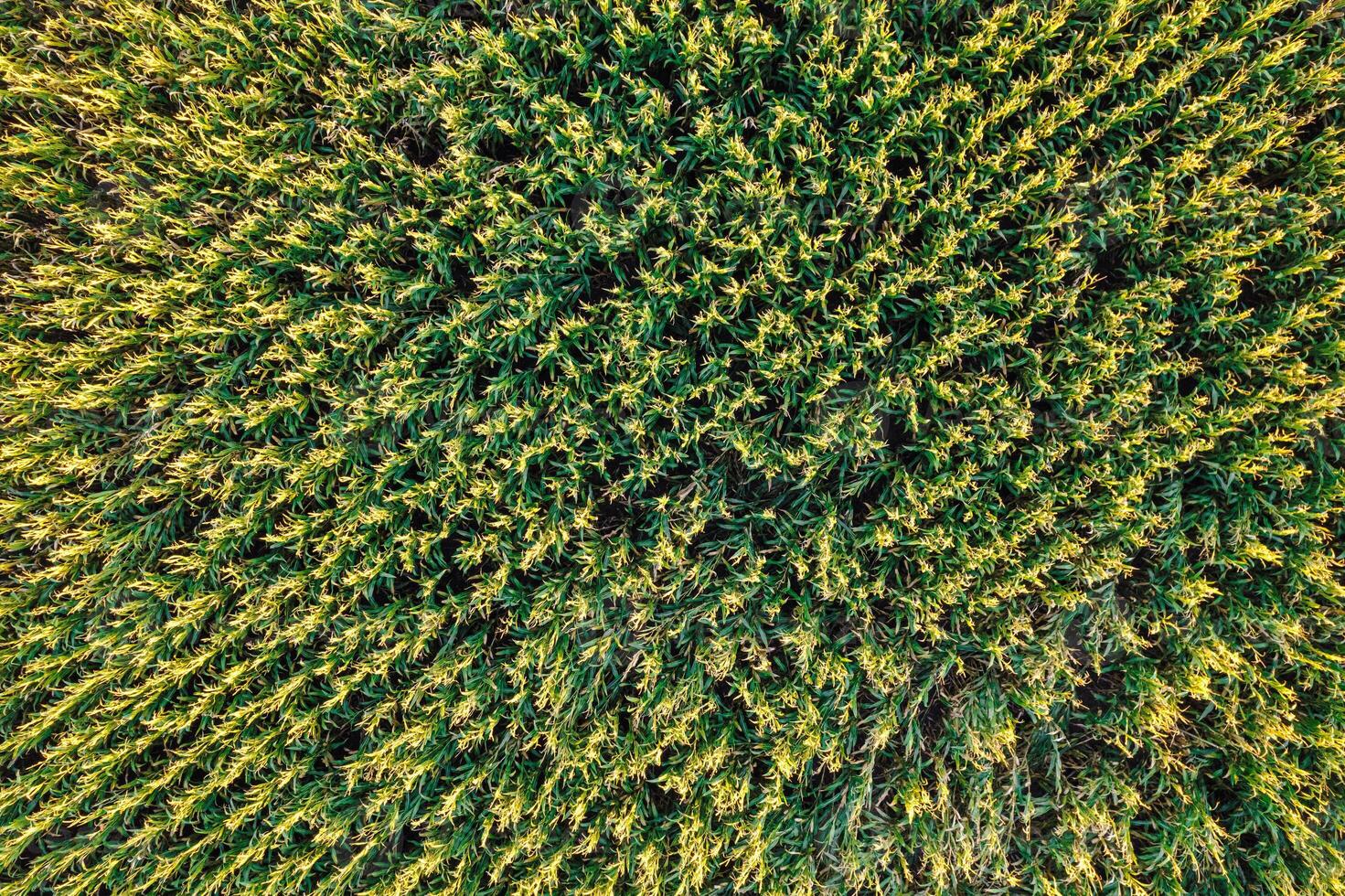 corn field seen from a drone, directly above image at sunset. Texture for agricultural backgrounds, aerial view. photo