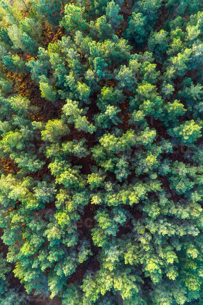 canopy of a pine forest, aerial view with drone. Autumnal seasonal background photo