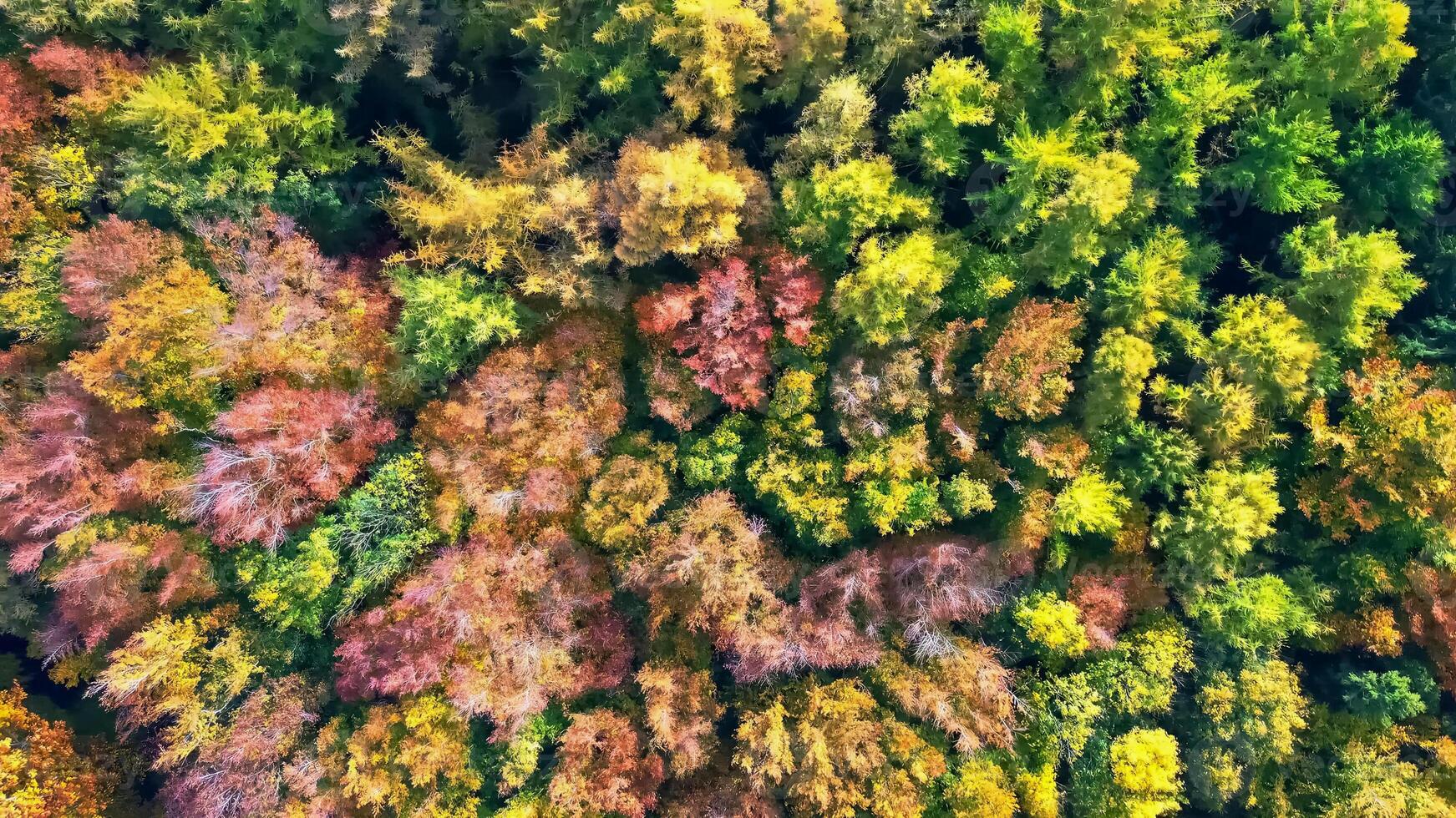 Drone view of a mixed forest in Northern Europe with bright autumn colors. photo