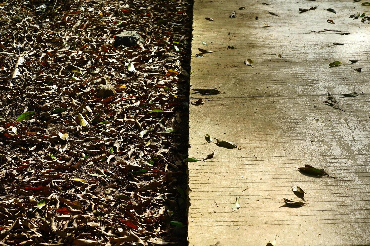 background texture of dry leaves on half of the wall photo