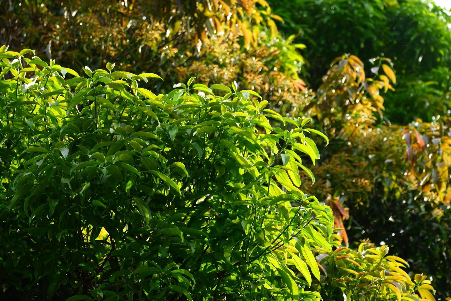 Mango trees with their dense leaves are suitable for natural backgrounds photo