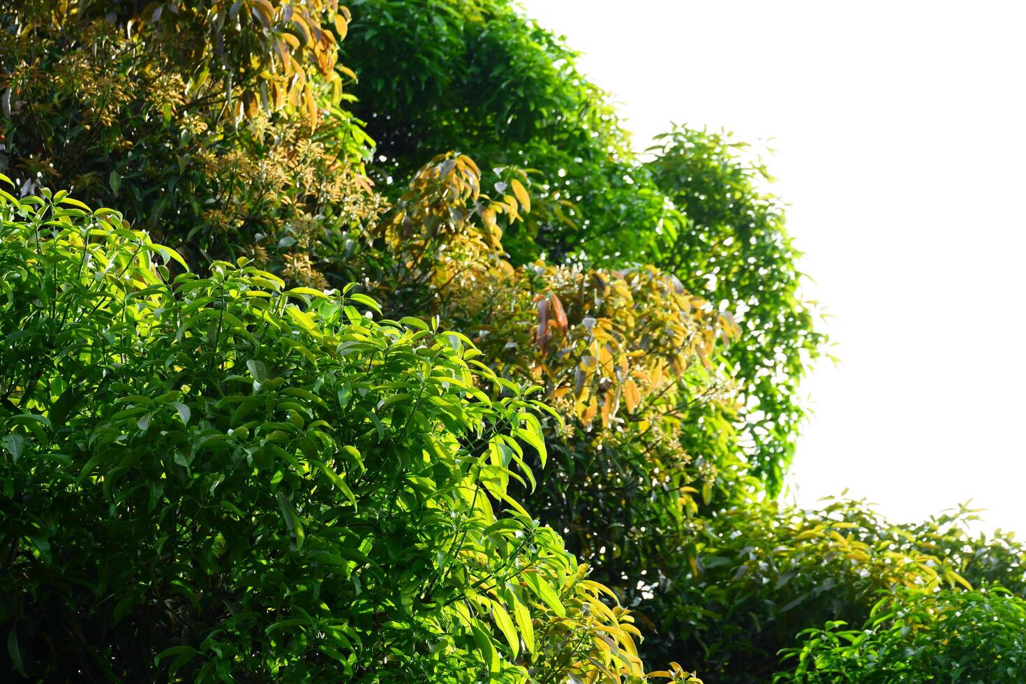 photography of dense green mango tree leaves against a sky background photo