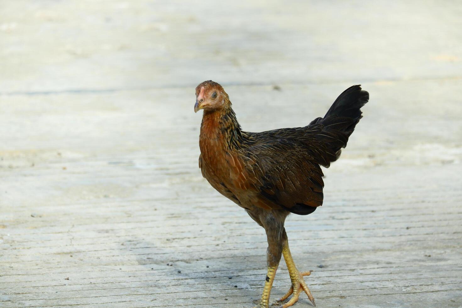 kampong chickens roam the yard photo